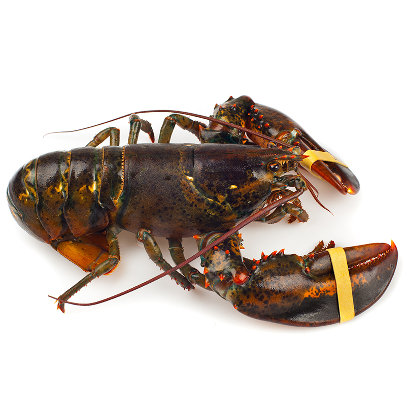 lobsterbands_whitebkgd.jpg